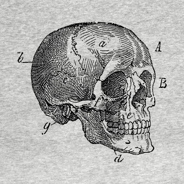 Skull Diagram - Vintage Anatomy by Vintage Anatomy Prints